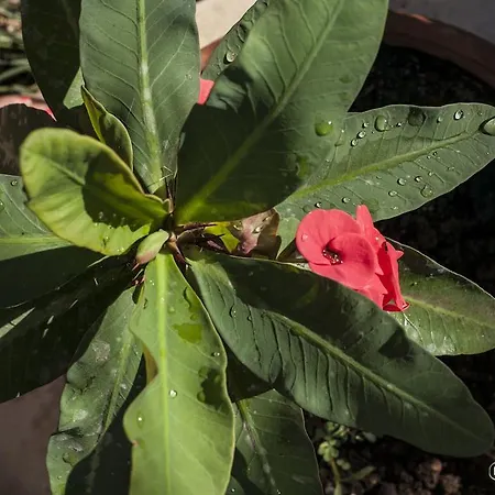 Francesco Отель типа 