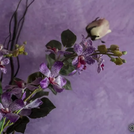 Francesco Отель типа 